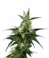 Сорт Neville's Haze fem (Green House Seeds)