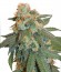 Сорт Auto Orange Bud fem (Dutch Passion)