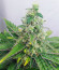 Сорт Slurricane fem (Advanced Seeds)