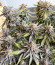 Сорт Grandaddy Banner fem (AlphaFem Seeds)