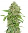 Сорт Northern Lights Auto fem (Green House Seeds)