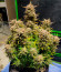 Сорт Pound Cake Auto fem (FastBuds)