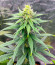 Сорт Lemon Drizzle fem (Barney's Farm)