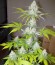 Сорт Sour Diesel fem (Royal Queen Seeds)