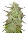 Сорт Maroc fem (Female Seeds)