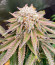 Сорт Lemon Orange fem (Green House Seeds)