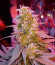 Сорт Ultra Power Plant fem (Victory Seeds)