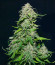 Сорт Chem Bomb Auto fem (Humboldt Seed Organization)