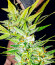 Сорт Dozy Whale fem (AlphaFem Seeds)