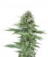 Сорт Power Flower fem (Royal Queen Seeds)