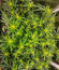 Сорт Leisure Zoot Larry fem (Dr. Krippling Seeds)