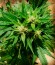 Сорт Auto Ak fem (Female Seeds)