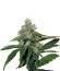 Сорт TrainWreck fem (Green House Seeds)