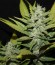 Сорт ICE fem (Female Seeds)