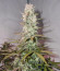 Сорт Royal Gorilla Automatic fem (Royal Queen Seeds)