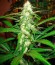 Сорт Sugar Black Rose fem (Delicious Seeds)