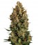 Сорт Wembley fem (Pyramid Seeds)