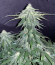 Сорт Zkittzy Gorilla fem (Original Sensible Seeds)