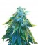 Сорт AK 48 fem (Nirvana Seeds)