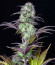 Сорт Original Blackberry auto fem (FastBuds)