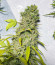 Сорт Dozy Whale fem (AlphaFem Seeds)