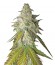 Сорт Sour Diesel fem (Royal Queen Seeds)