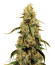 Сорт Jamnesia Haze fem (Dr. Krippling Seeds)