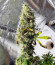 Сорт Royal Runtz fem (Royal Queen Seeds)