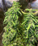 Сорт Royal Runtz fem (Royal Queen Seeds)