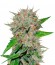 Сорт Deep Mandarine fem (Delicious Seeds)