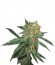 Сорт Great White Shark (Green House Seeds)