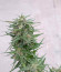 Сорт Auto Northern Lights fem (Pyramid Seeds)