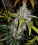 Сорт Auto White Widow fem (Pyramid Seeds)