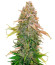 Сорт Runtz fem (Barney's Farm)