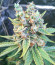 Сорт Bruce Banner fem (Cali Buds Seeds)