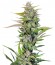 Сорт Black Jack fem (Sweet Seeds)