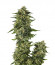 Bruce Banner #3 Fast fem (Original Sensible Seeds)