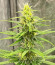 Сорт GMO fem (Barney's Farm)