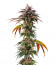 Сорт Kush Mintz fem (Barney's Farm)