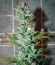 Сорт Auto Galaxy fem (Pyramid Seeds)