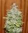 Сорт Crystal Candy Auto fem (Sweet Seeds)