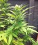 Сорт Sweet Black Angel fem (Samsara Seeds)