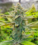 Сорт Kush Mintz fem (Barney's Farm)