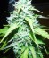 Сорт Sugar Black Rose Auto fem (Delicious Seeds)