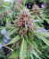 Сорт Black Cherry Punch fem (Pyramid Seeds)