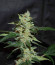 Сорт Bruce Banner #3 fem (Original Sensible Seeds)