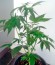 Сорт Pure Power Plant fem (Nirvana Seeds)