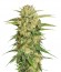 Сорт Motavation fem (Serious Seeds)