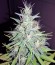 Сорт Auto Tutankhamon fem (Pyramid Seeds)