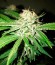 Сорт Kripple Roulette fem (Dr. Krippling Seeds)